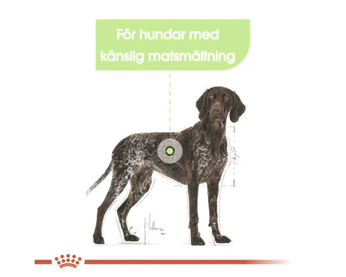 Illustration av en hund med känslig matsmältning
