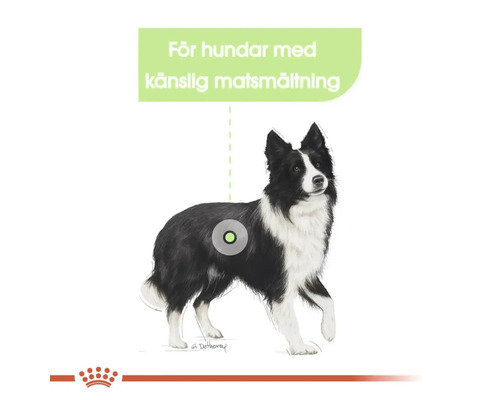 Illustration av en hund med känslig matsmältning