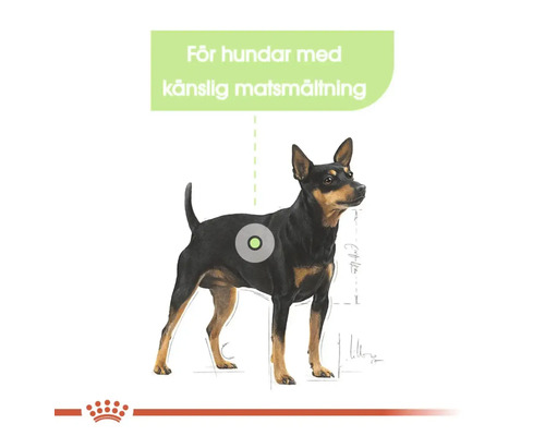 Illustration av en hund med känslig matsmältning