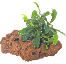 Akvarieväxt på lavasten
