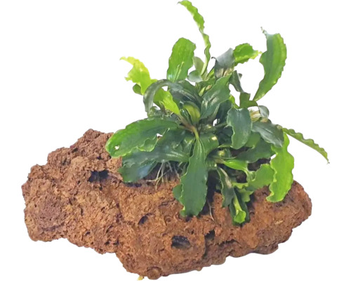 Akvarieväxt på lavasten