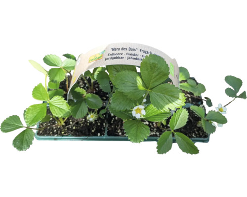 Ekologiska jordgubbar FLORASELF Bio ‘Mara des Bois‘ 10-pack
