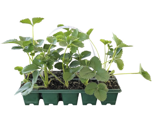 Ekologiska jordgubbar FLORASELF Bio 'Korona' 10-pack