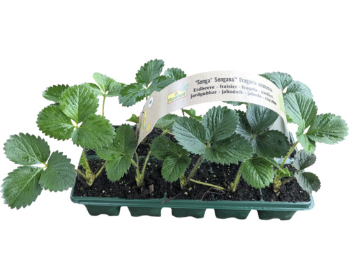 Ekologiska jordgubbar FLORASELF Bio 'Senga® Sengana®' 10-pack medeltidig sort