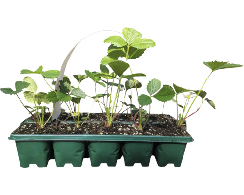 Jordgubbsplantor i en planteringsbricka