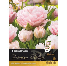 Förpackning med 5 Tulipa Dreamer blomsterlökar