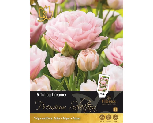 Förpackning med 5 Tulipa Dreamer blomsterlökar