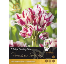 Förpackning med åtta Tulipa Flaming Club blomsterlökar