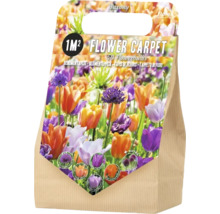 Blomsterlöksblandning för en kvadratmeter yta, 50 stycken
