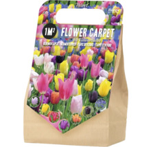 Blomsterlökar för en blomstermatta på 1 kvadratmeter, 50 stycken