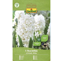 Förpackning med 5 Hyacinthus orientalis White blomsterlökar