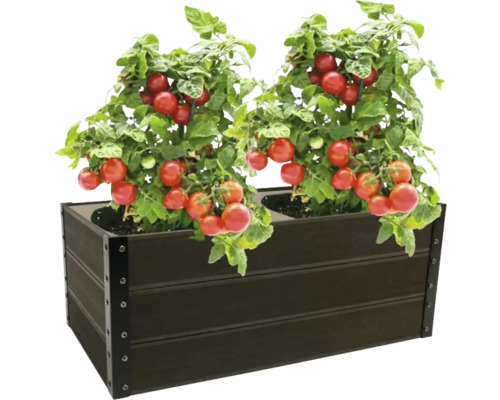 Hög rabatt med två tomatplantor och mogna tomater