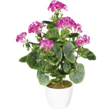 Pelargon i kruka med rosa blommor