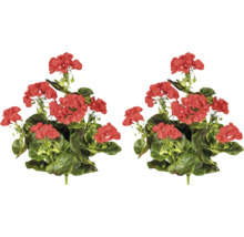 Pelargon med röda blommor och gröna blad
