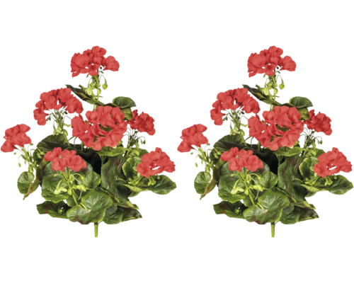 Pelargon med röda blommor och gröna blad