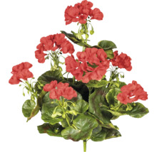Pelargon med blommor och gröna blad