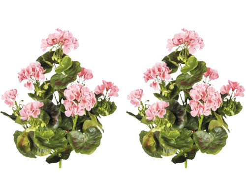 Två pelargonbuskar med blad