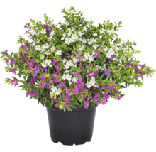Isopskufea duo FLORASELF Cuphea hyssopifolia krukstorlek Ø12cm rosa & vit