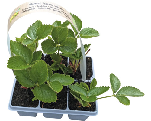 Ekologisk jordgubbe FLORASELF Bio 'Malwina' 6-pack