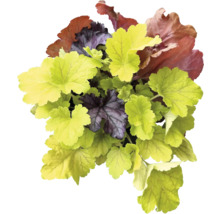 Heuchera växt med olika blad