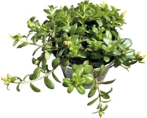 Peperomia krukväxt i kruka