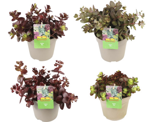 Olika fetknoppar i krukor