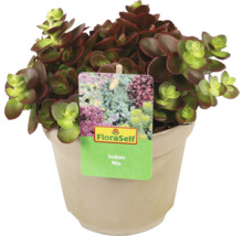 Sedum Mix-planta i kruka med FloraSelf-etikett
