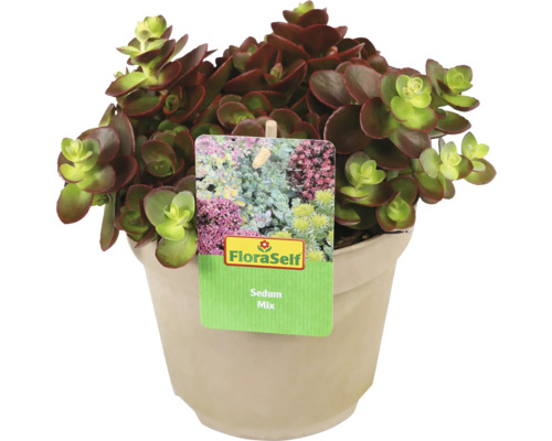 Sedum Mix-planta i kruka med FloraSelf-etikett