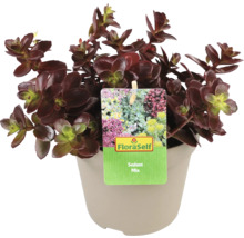 Sedum Mix växt i kruka