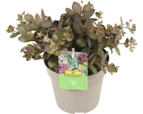 Fetknopp mix i kruka