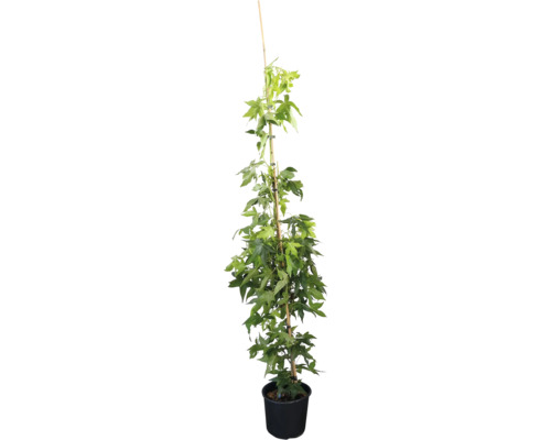 Ambraträd FLORASELF Liquidambar styraciflua 'Slender Silhouette' 15-175cm Co 15L Ambraträd FLORASELF Liquidambar styraciflua 'Slender Silhouette' 15-175cm Co 15L