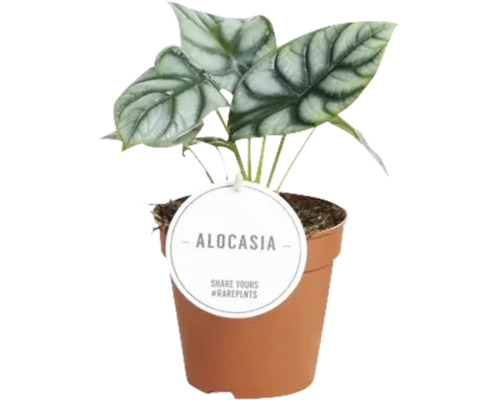 Alocasia krukväxt i kruka
