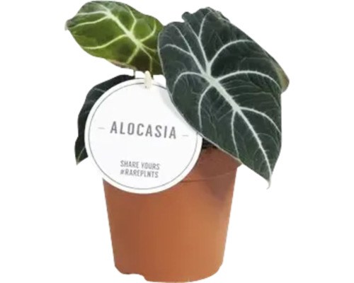 Alocasia växt i kruka