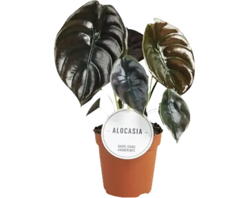 Alocasia krukväxt i kruka