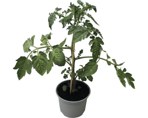 Tomatplanta i kruka