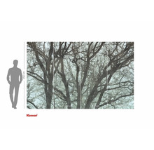 Komar fototapet med trädmotiv, 250 x 400 cm