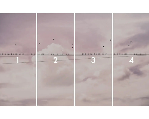 Illustration med fyra bilder med fåglar på en elledning framför en molnig himmel