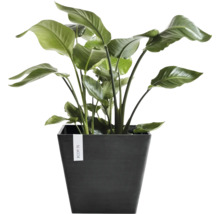 Inomhusväxt med stora blad i en mörk kvadratisk Ecopots-kruka.