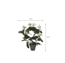 Doftranka Stephanotis floribunda på båge i kruka, bredd 40 centimeter, höjd 50 centimeter.
