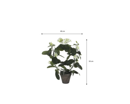 Doftranka Stephanotis floribunda på båge i kruka, bredd 40 centimeter, höjd 50 centimeter.